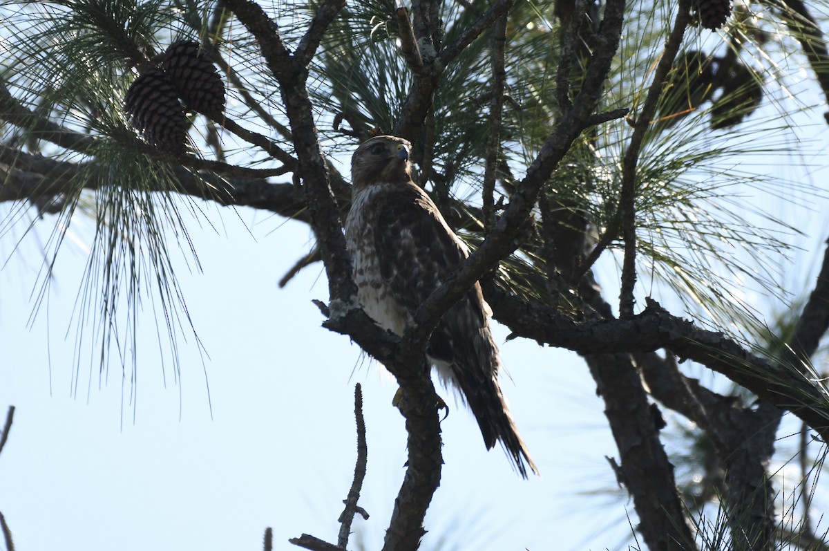 Red-shouldered Hawk (lineatus Group) - ML535309831