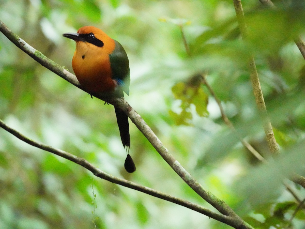 Rufous Motmot - ML535309941