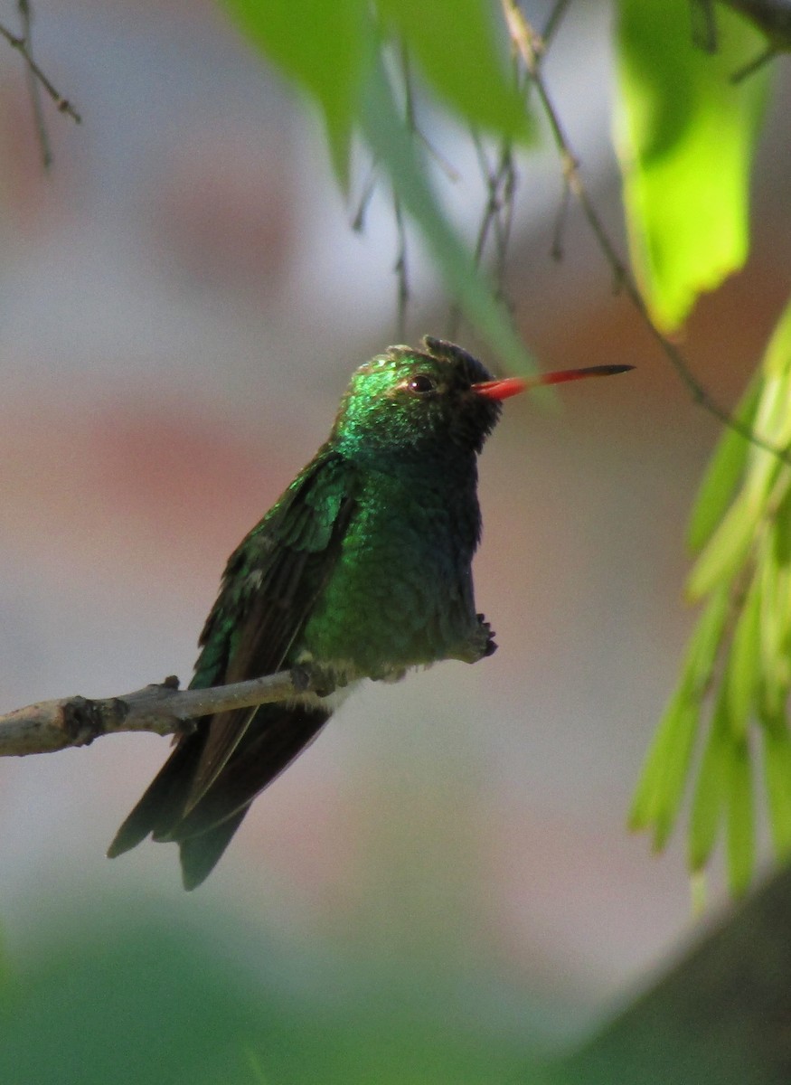 Glittering-bellied Emerald - ML535310071