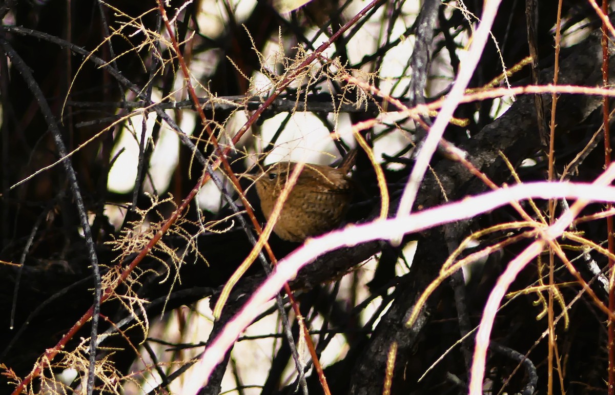 Pacific Wren - Brandon K. Percival