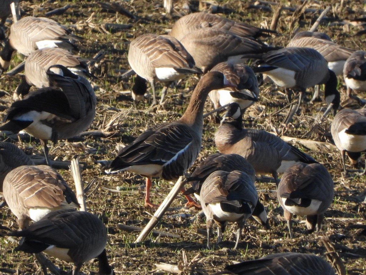 Greater White-fronted Goose - ML535310471