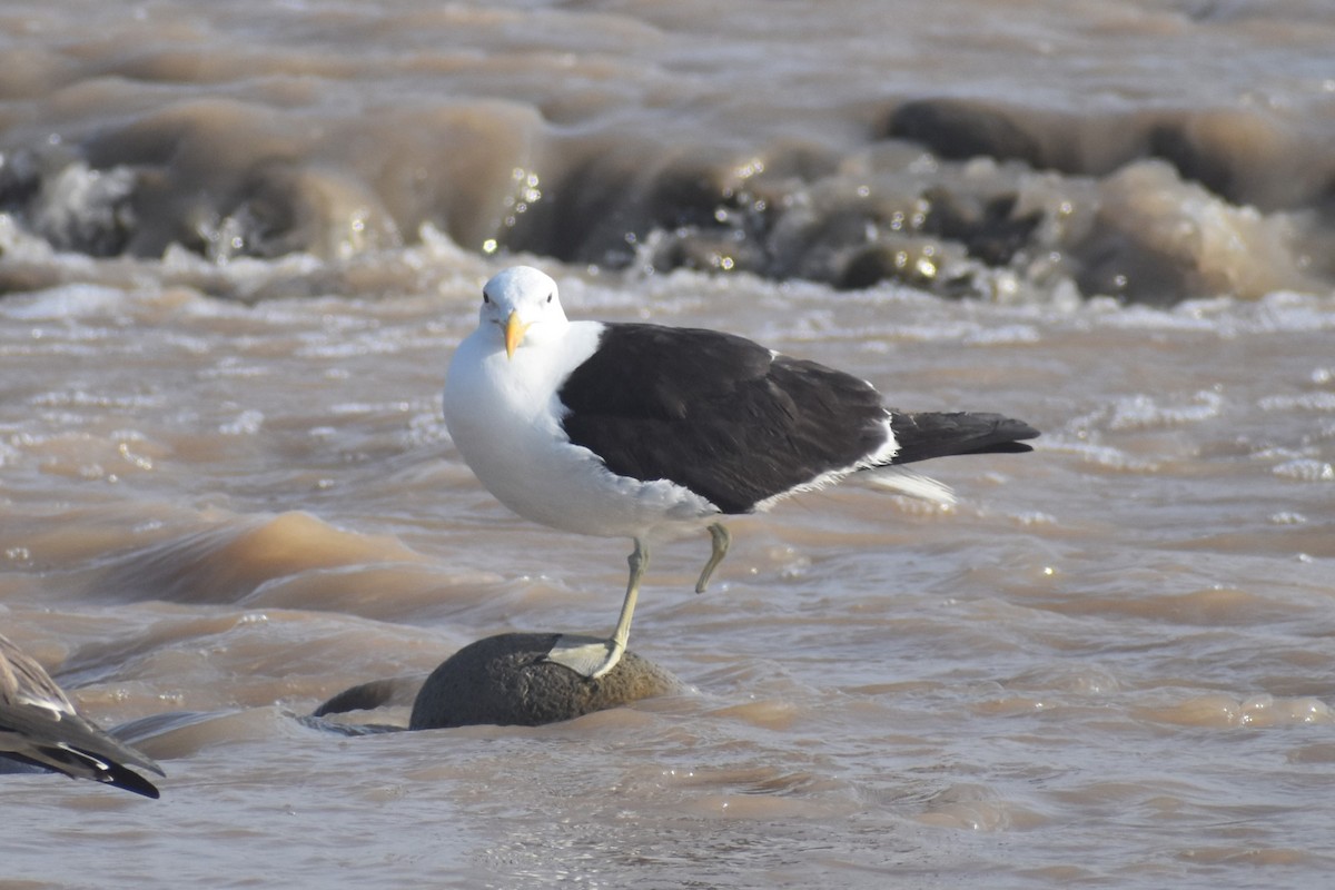 Kelp Gull - ML535310571