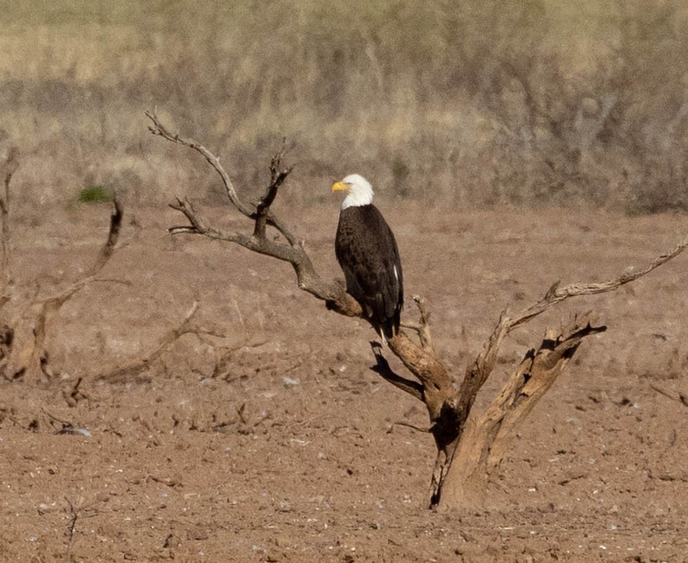 Bald Eagle - ML535312211