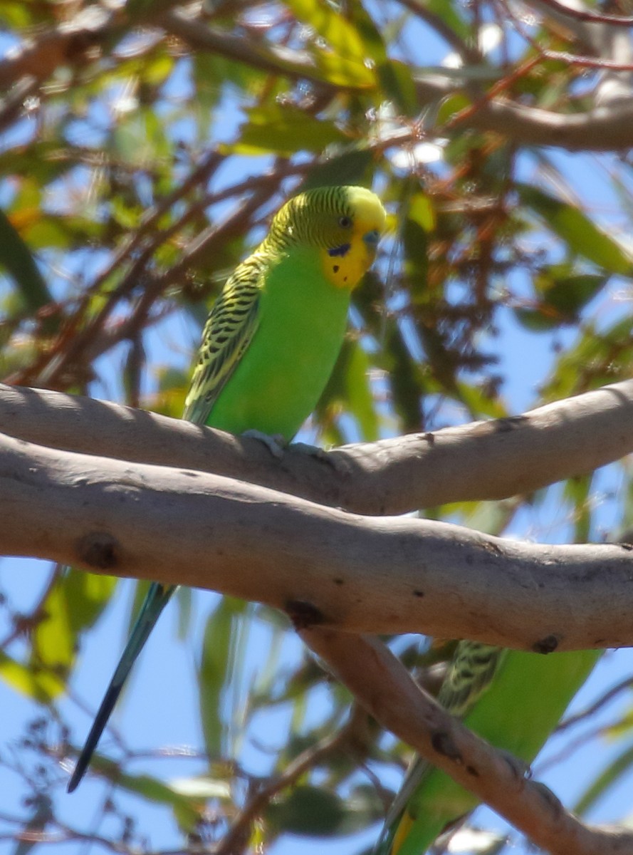 Budgerigar - ML535313031