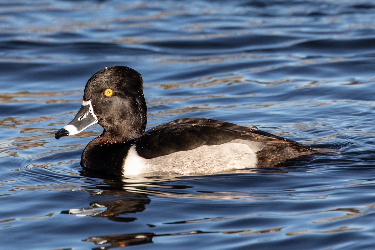 Ring-necked Duck - ML535315591