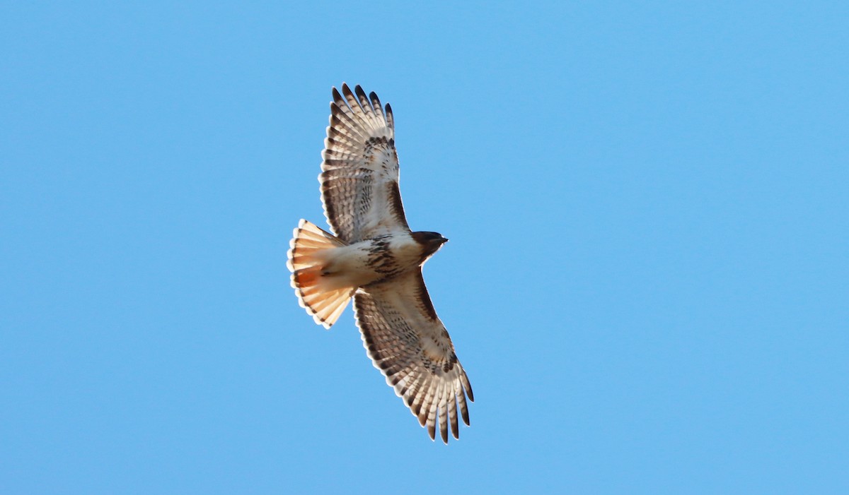 Red-tailed Hawk - ML535318581