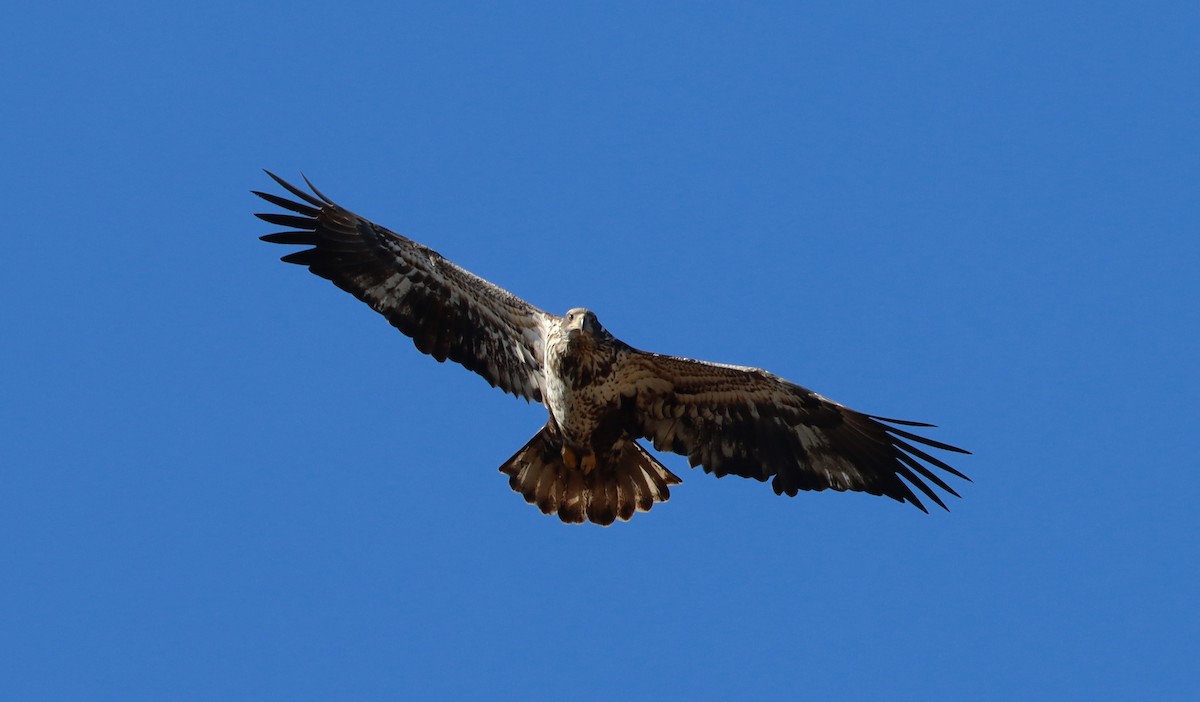 Bald Eagle - ML535318631