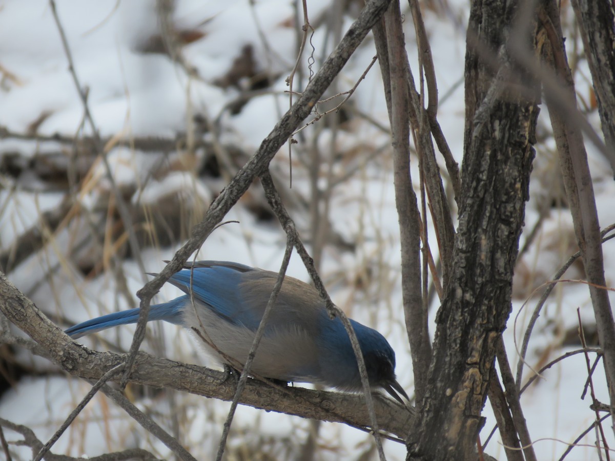 Woodhouse's Scrub-Jay - ML535318681