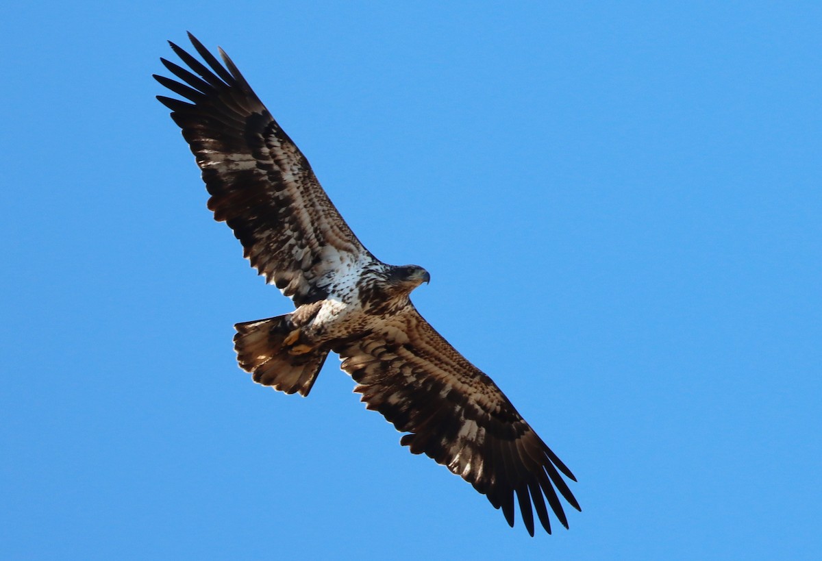 Bald Eagle - ML535318741