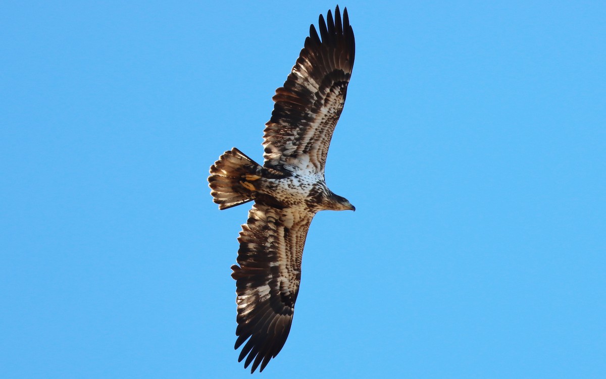 Bald Eagle - ML535318821