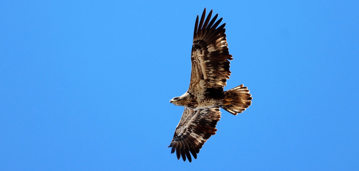 Bald Eagle - ML535318851