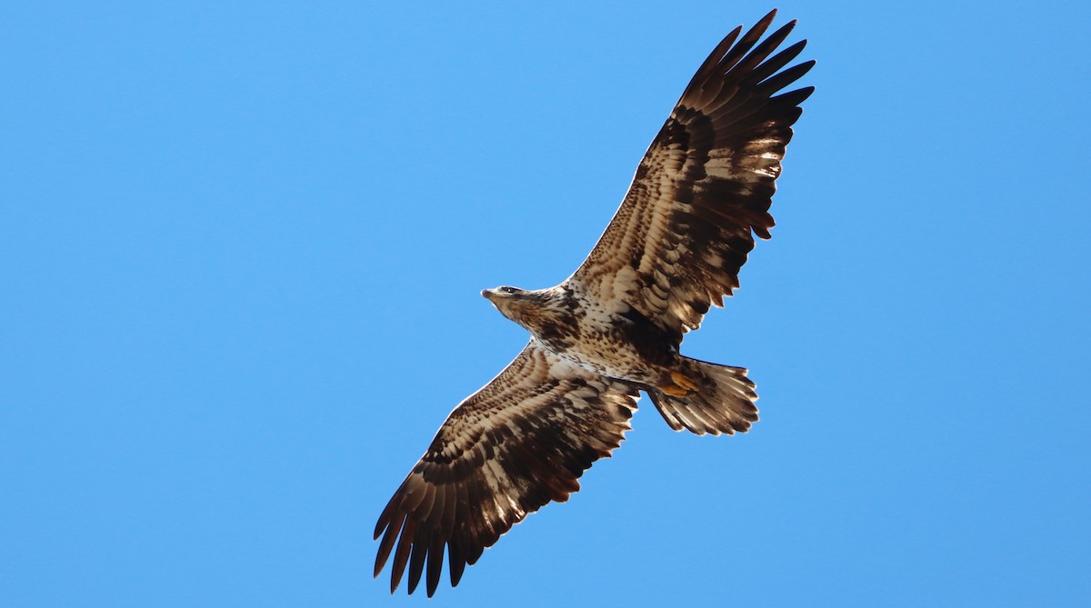 Bald Eagle - ML535318881