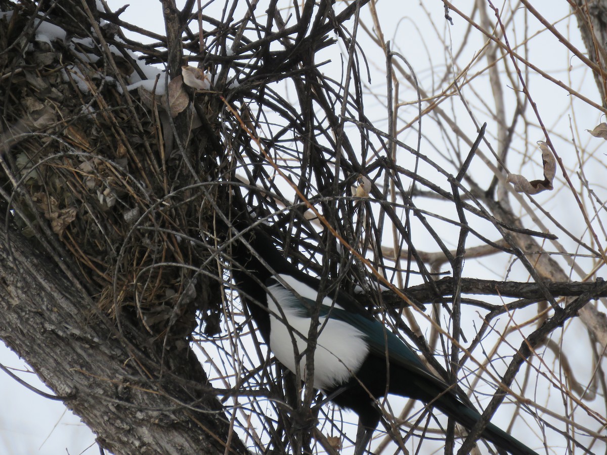 Black-billed Magpie - ML535318931