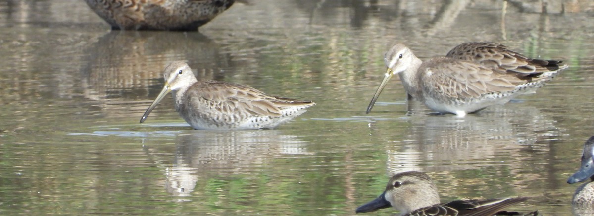 Long-billed Dowitcher - ML535319051