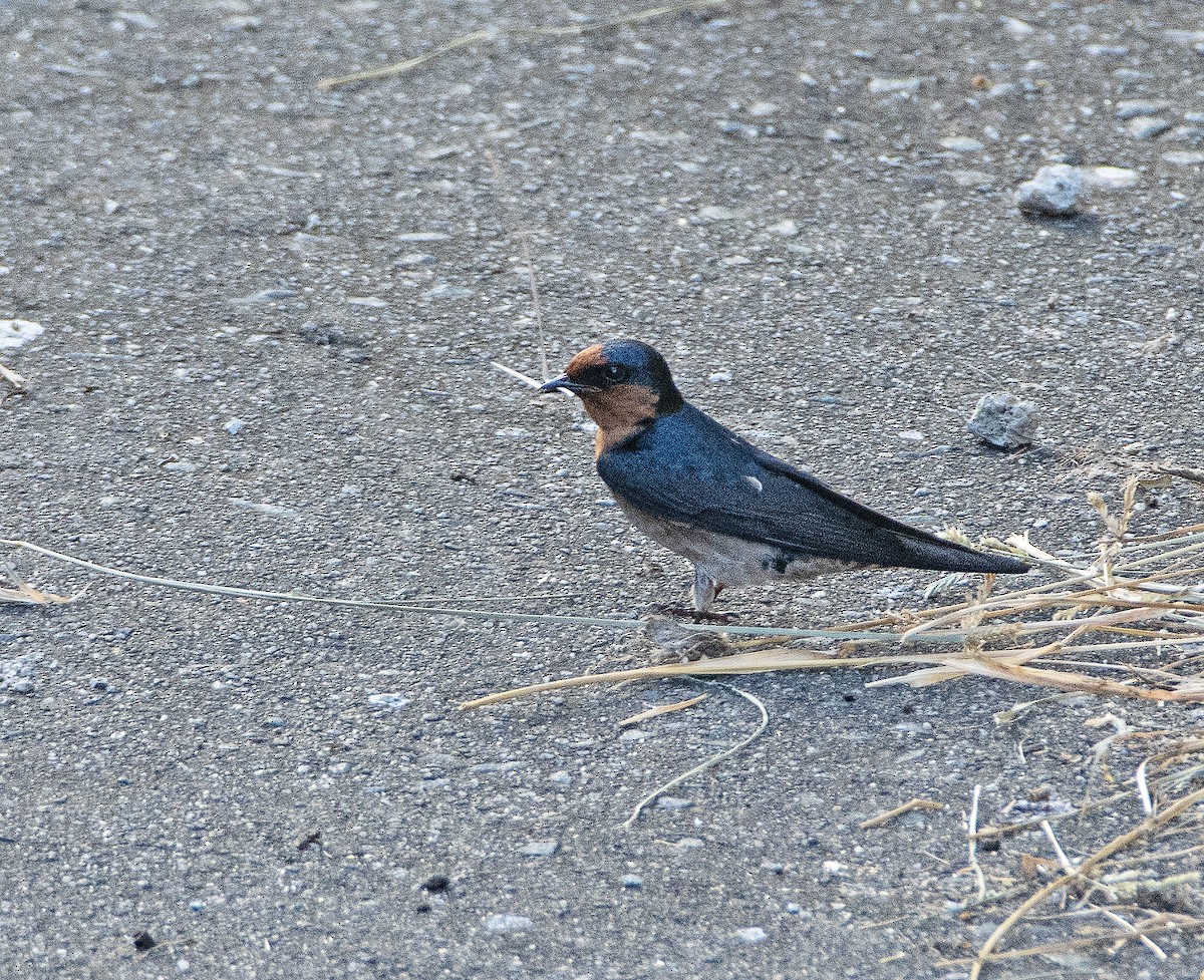 Pacific Swallow - ML535319761
