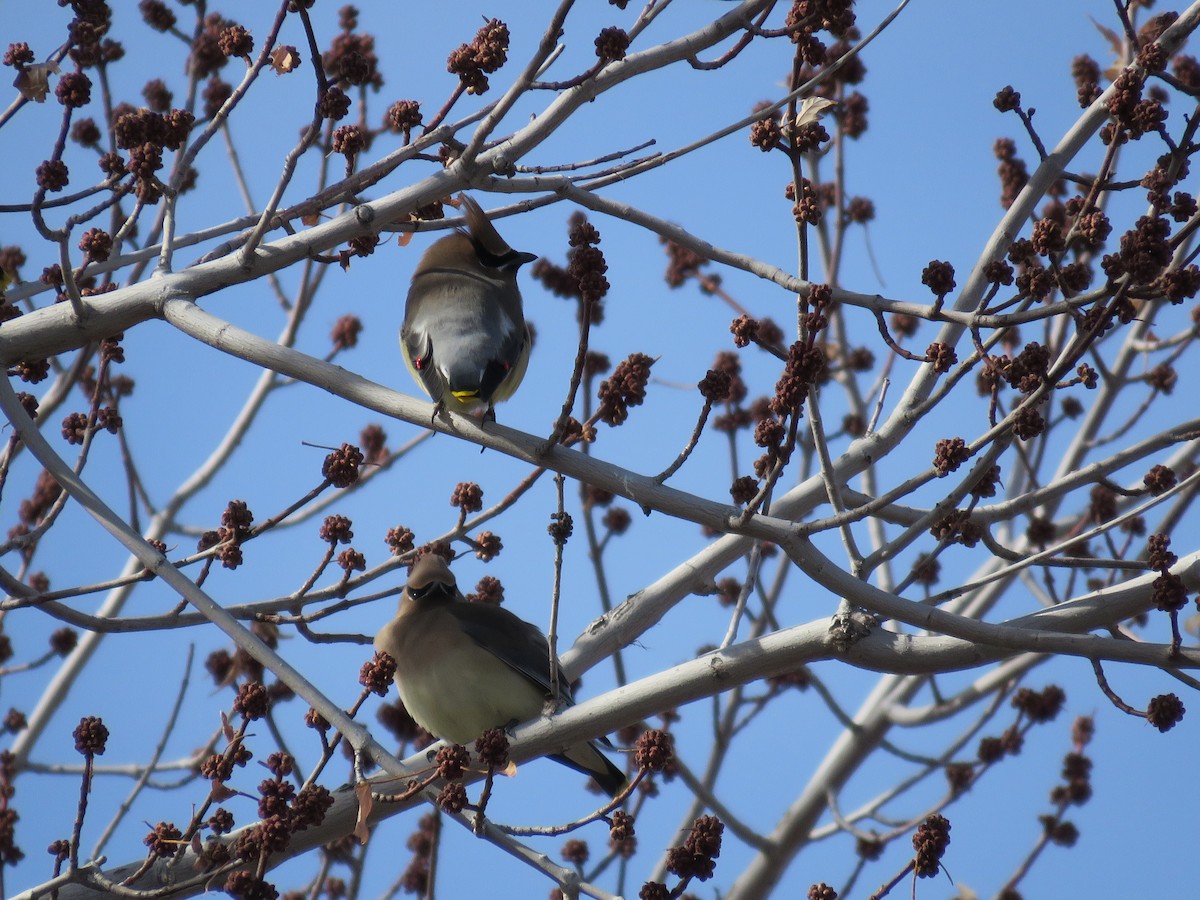 Cedar Waxwing - ML535320371