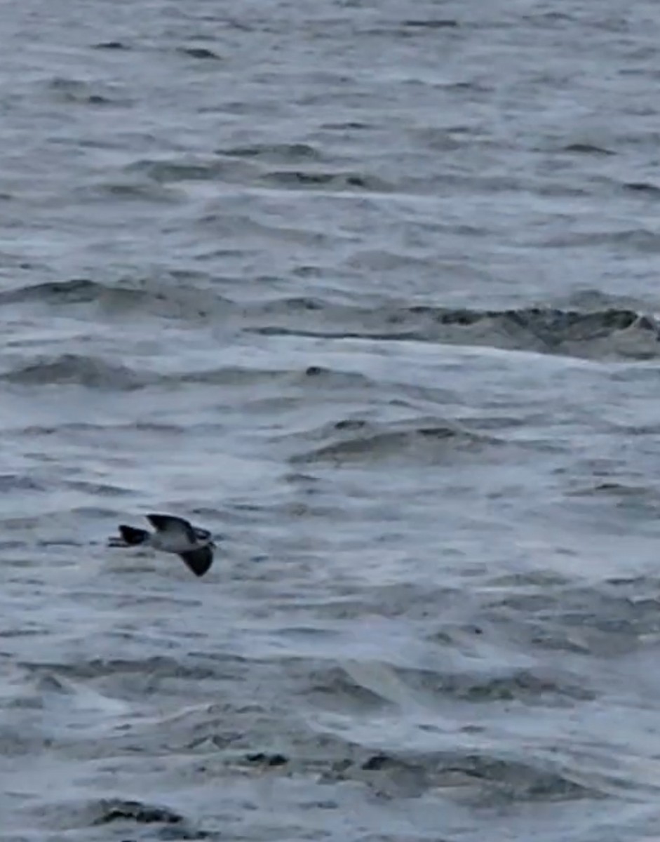 White-faced Storm-Petrel - ML535320441