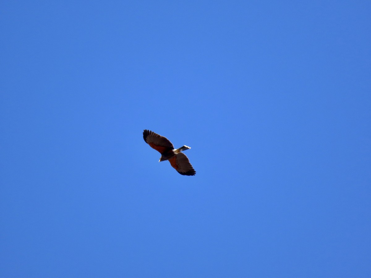 Harris's Hawk - ML535320831