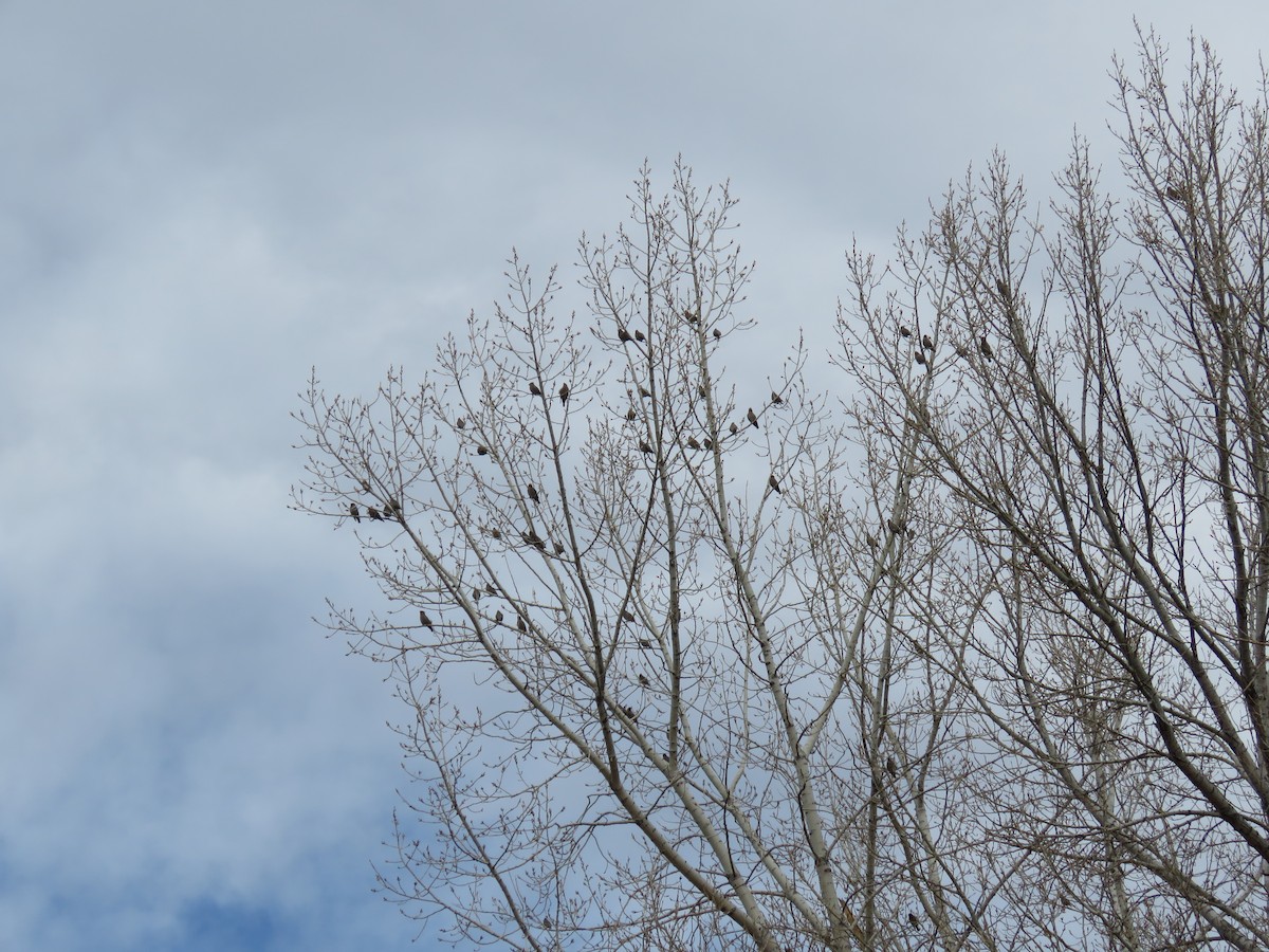 Bohemian Waxwing - ML535320901