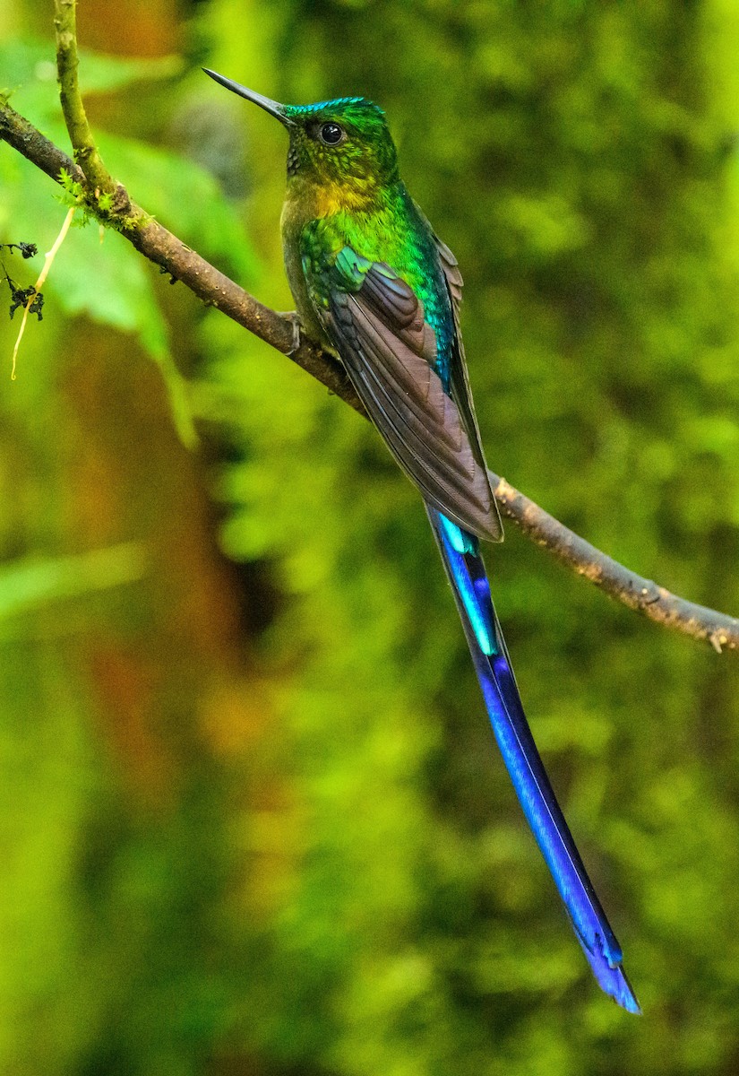 Violet-tailed Sylph - ML535320911