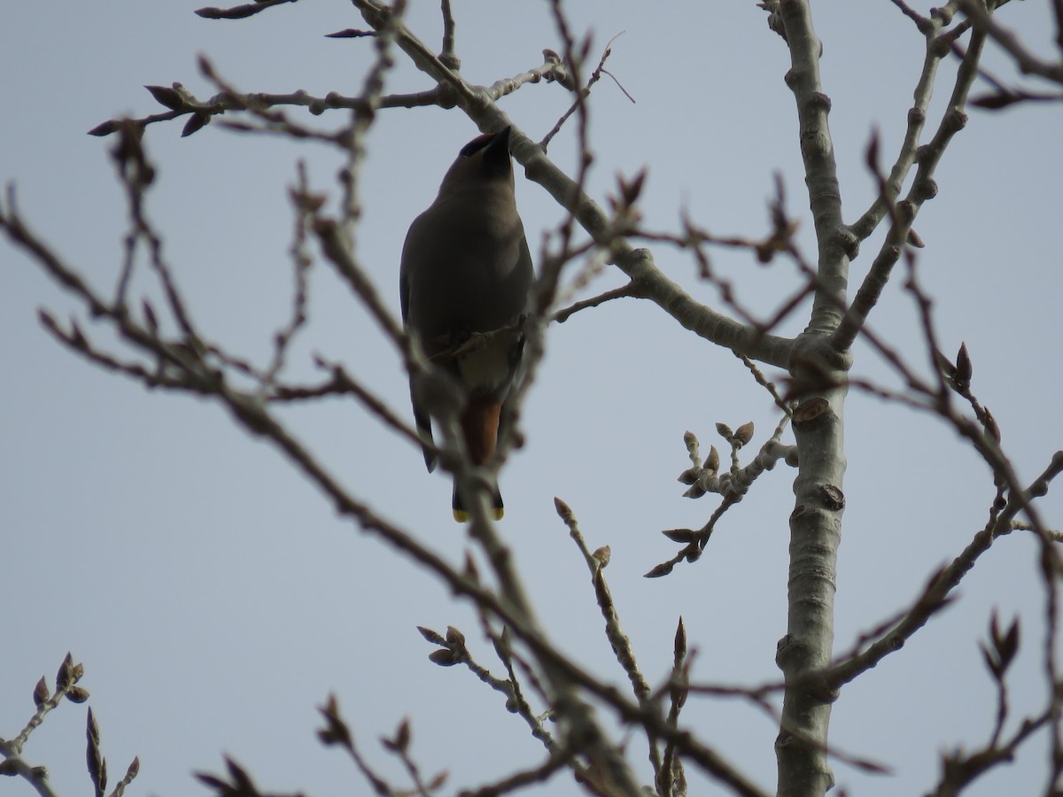 Bohemian Waxwing - ML535321211