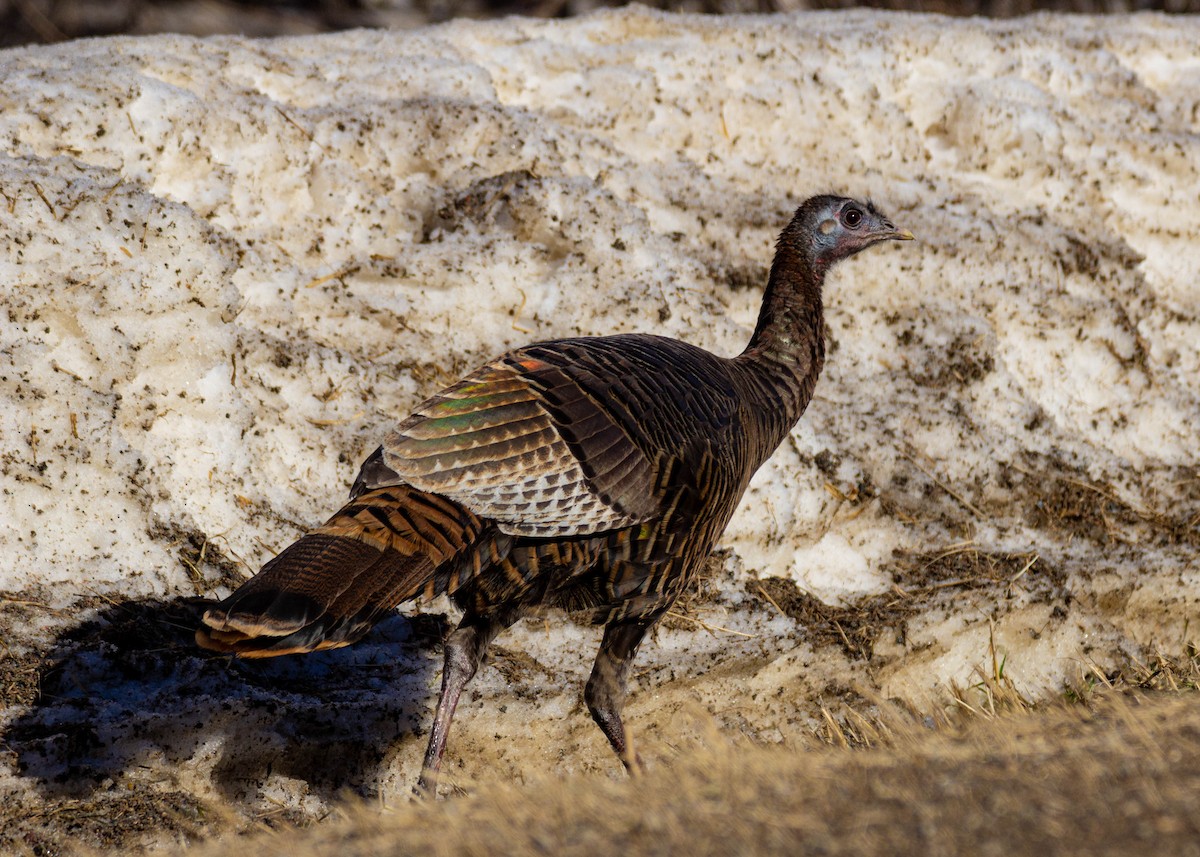 Wild Turkey - ML535321271