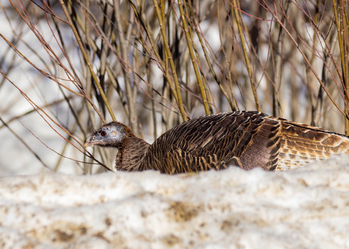 Wild Turkey - Tom Lally