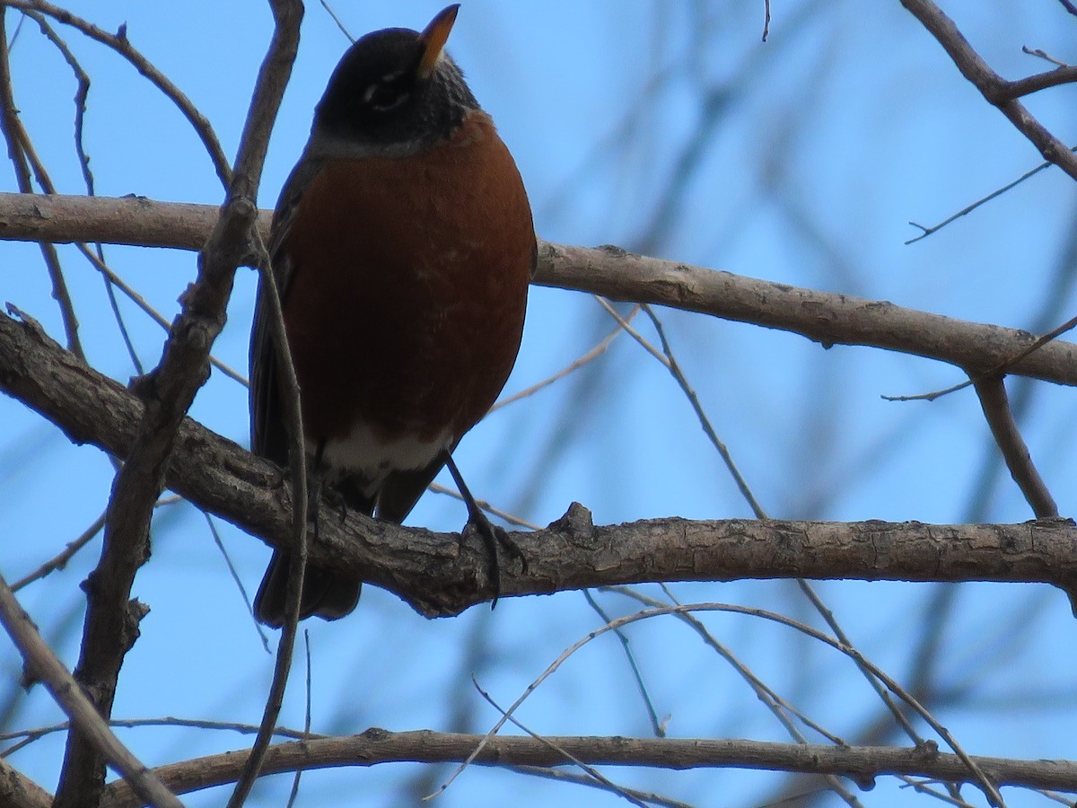 American Robin - Rebecca Laroche