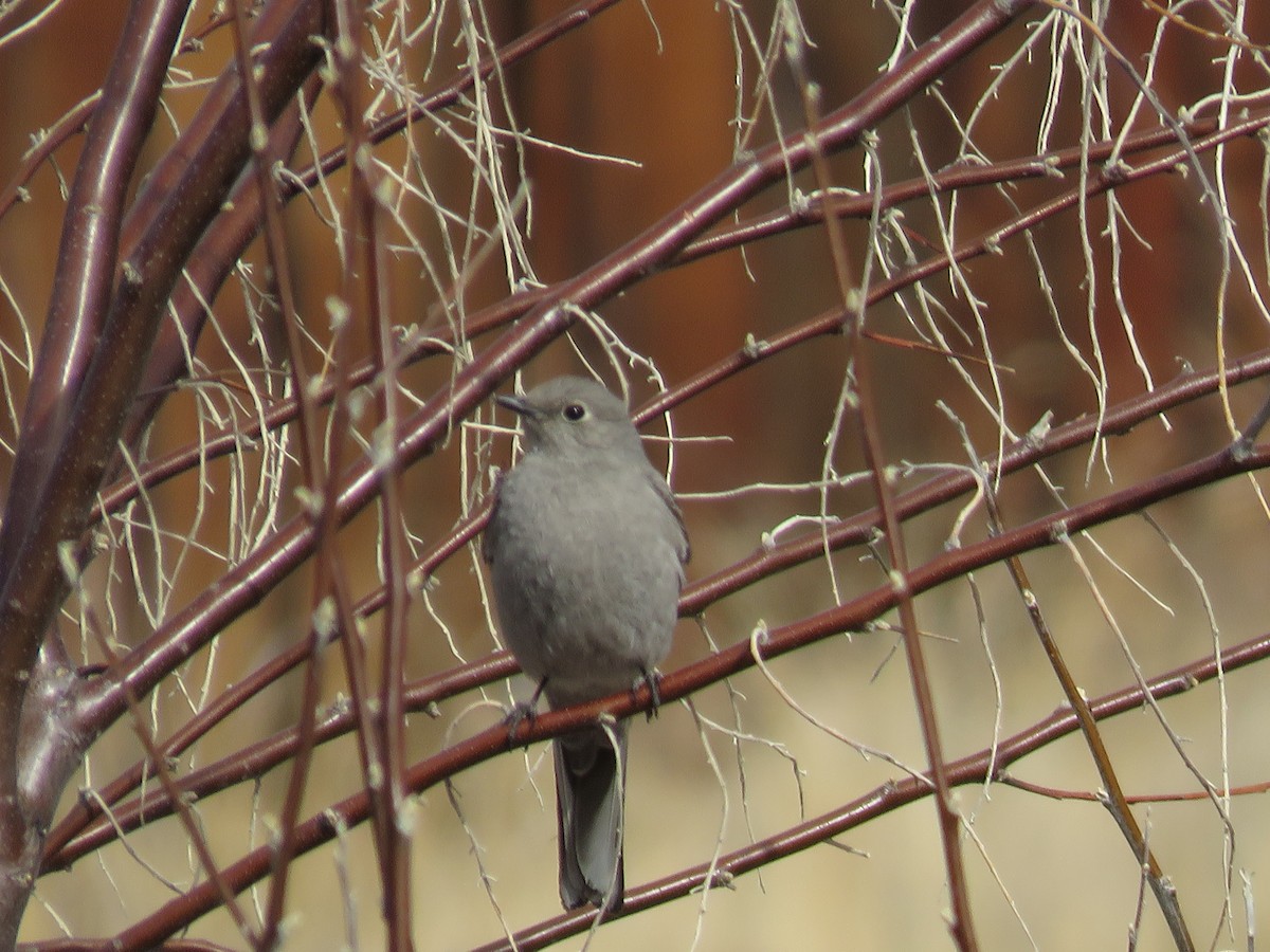 Townsend's Solitaire - ML535322131