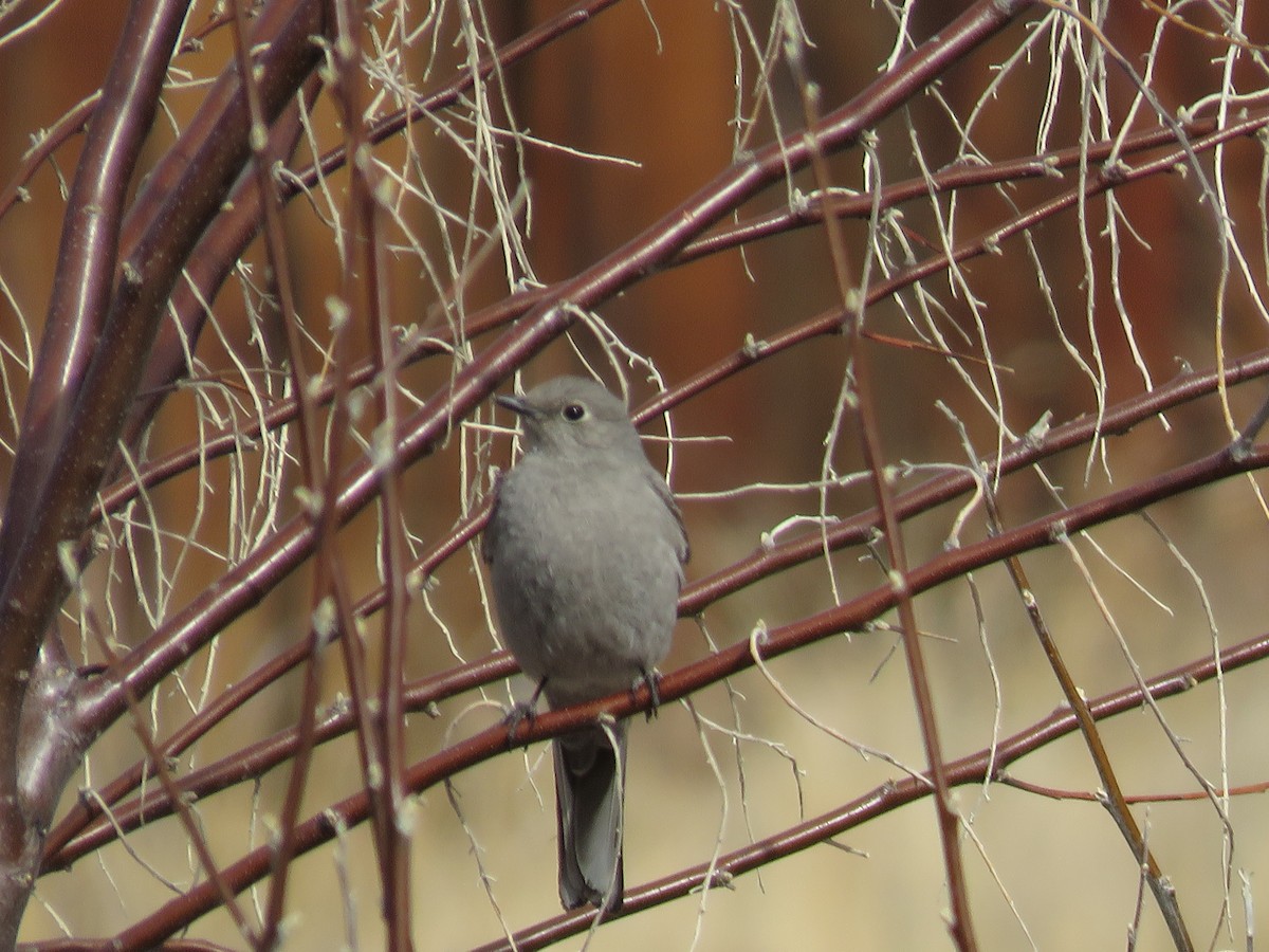 Townsend's Solitaire - Rebecca Laroche