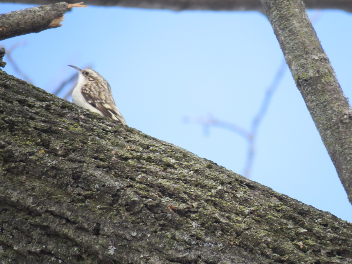 Brown Creeper - Denis Collins