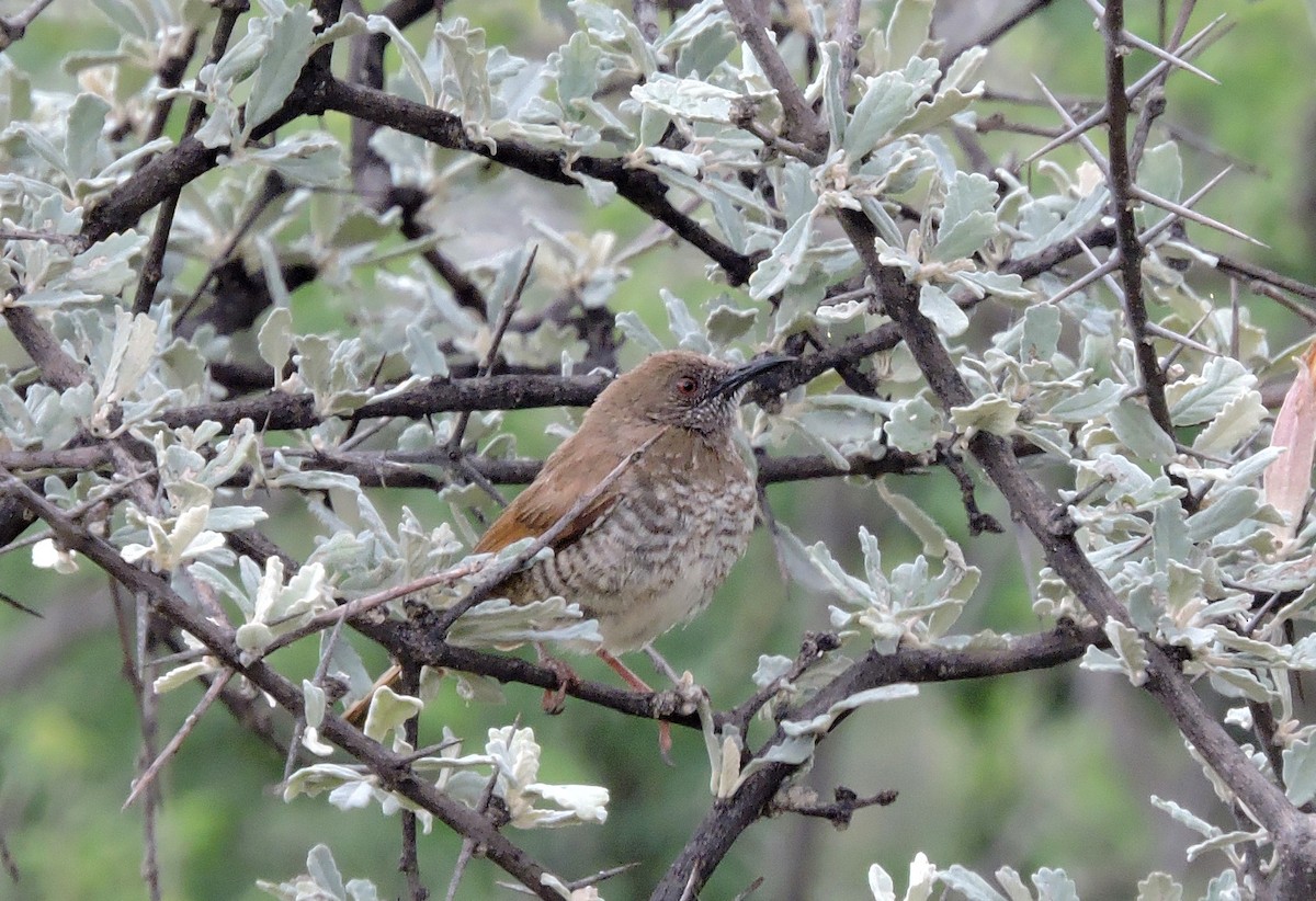 Barred Wren-Warbler - ML53532251