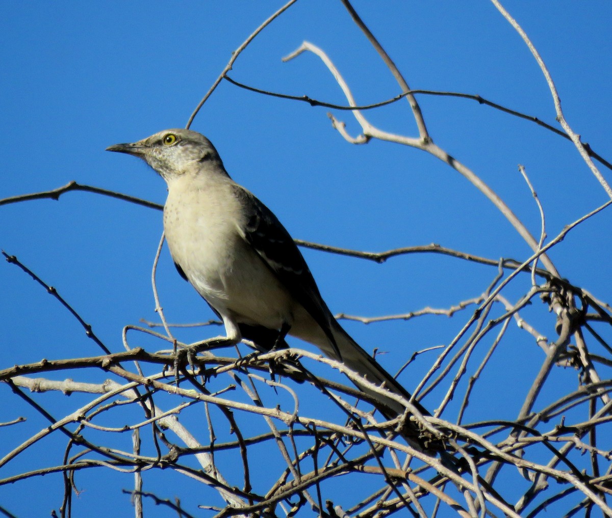 Northern Mockingbird - ML535324311