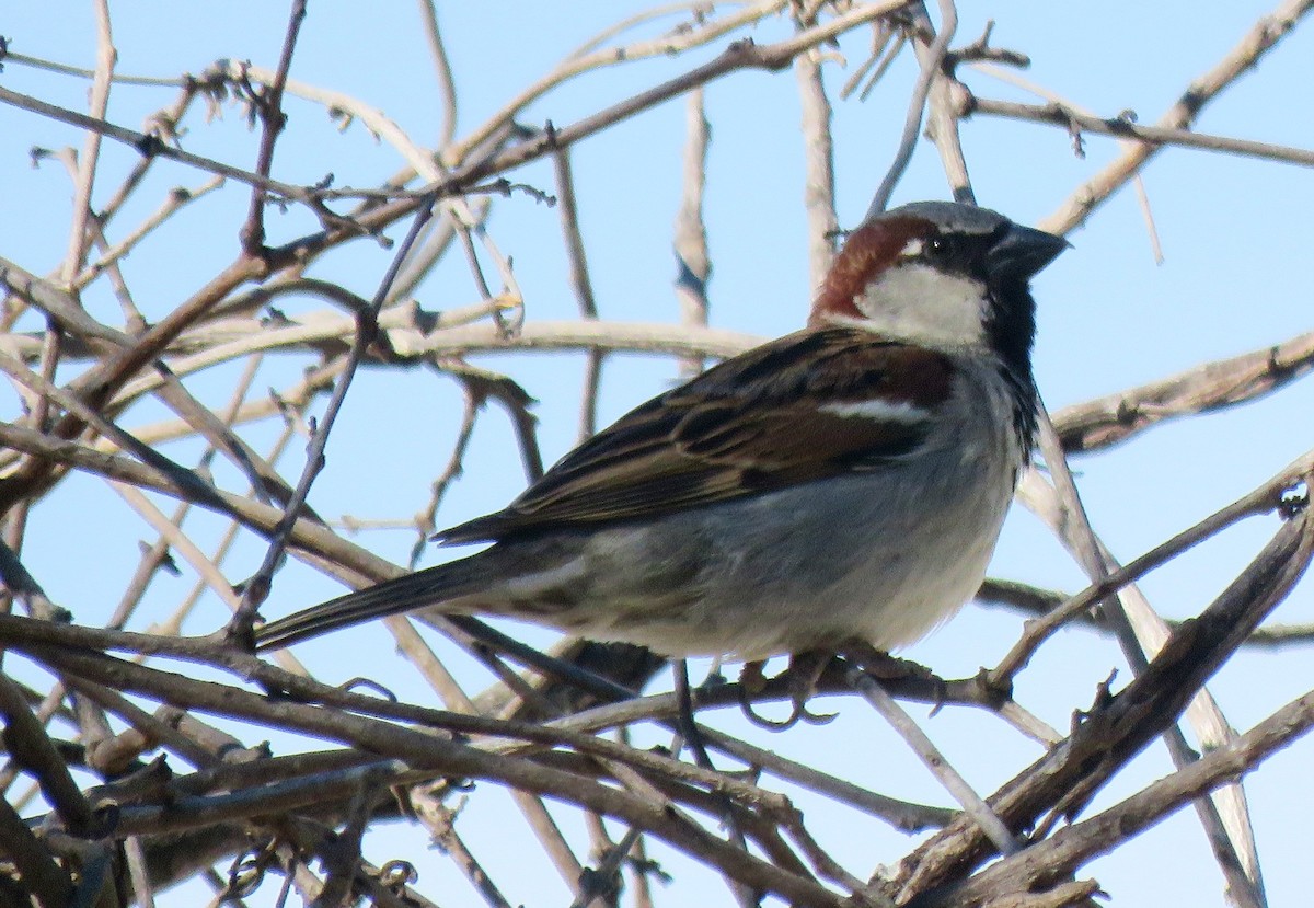 House Sparrow - ML535324381