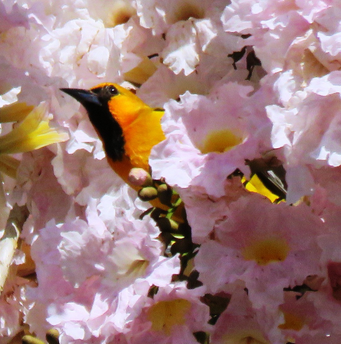 Streak-backed Oriole - ML535324451