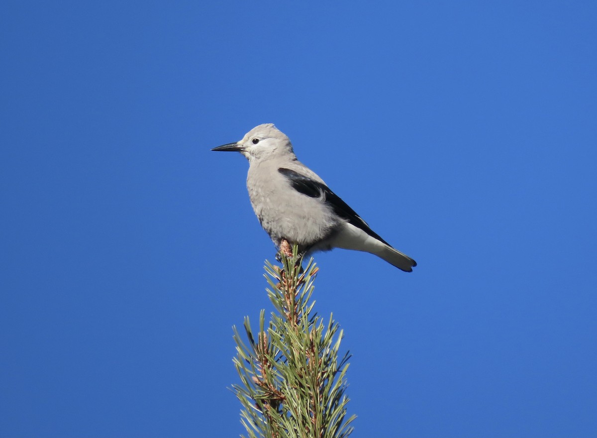 Clark's Nutcracker - ML535325551