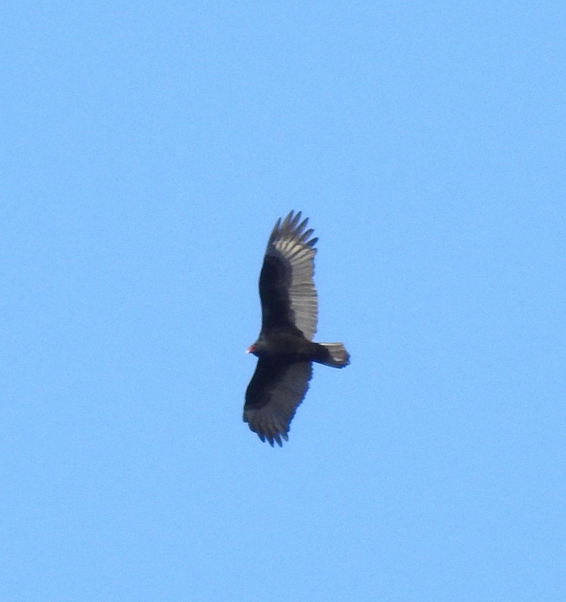 Turkey Vulture - ML535326631