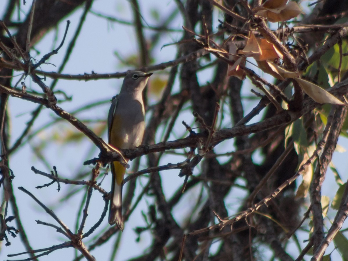 Gray Silky-flycatcher - Alvaro Rojas 𝙌𝙧𝙤. 𝘽𝙞𝙧𝙙𝙞𝙣𝙜 𝙏𝙤𝙪𝙧𝙨