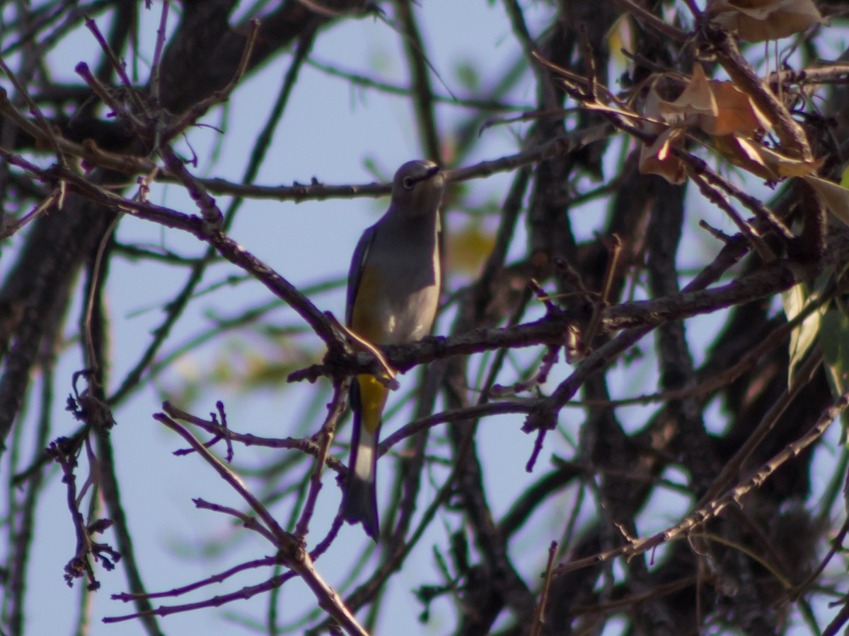 Gray Silky-flycatcher - ML535329391