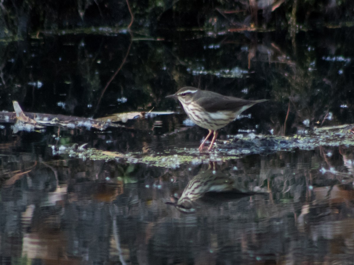 Louisiana Waterthrush - ML535329671