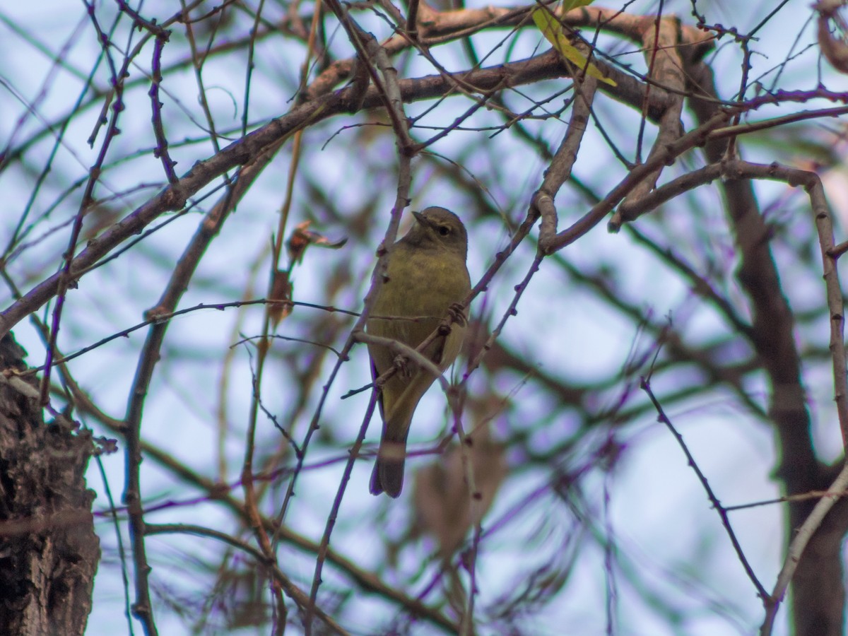 Orange-crowned Warbler - ML535330291