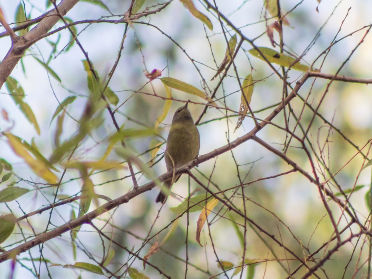 Orange-crowned Warbler - Alvaro Rojas 𝙌𝙧𝙤. 𝘽𝙞𝙧𝙙𝙞𝙣𝙜 𝙏𝙤𝙪𝙧𝙨