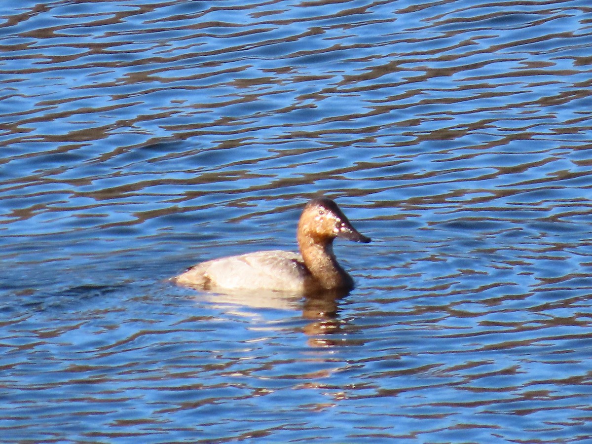 Canvasback - ML535330511