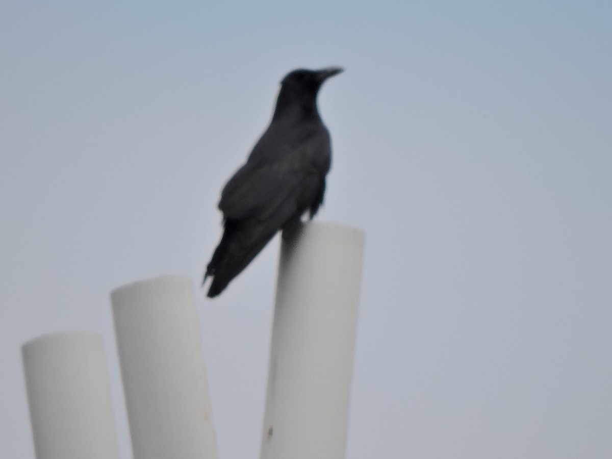 Fish Crow - ML53533061