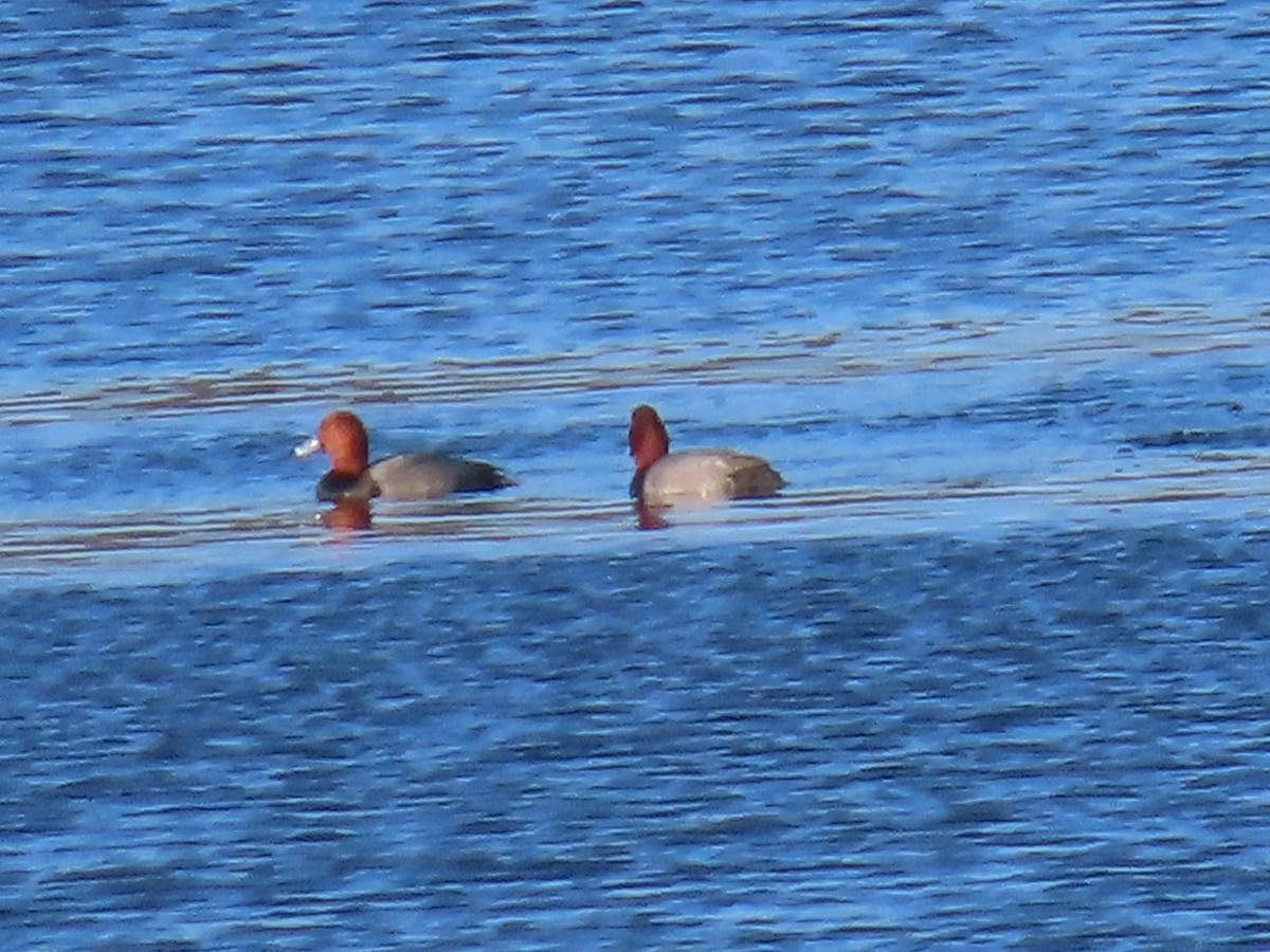 Redhead - ML535330771