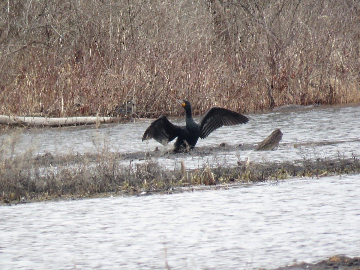 Double-crested Cormorant - ML53533141