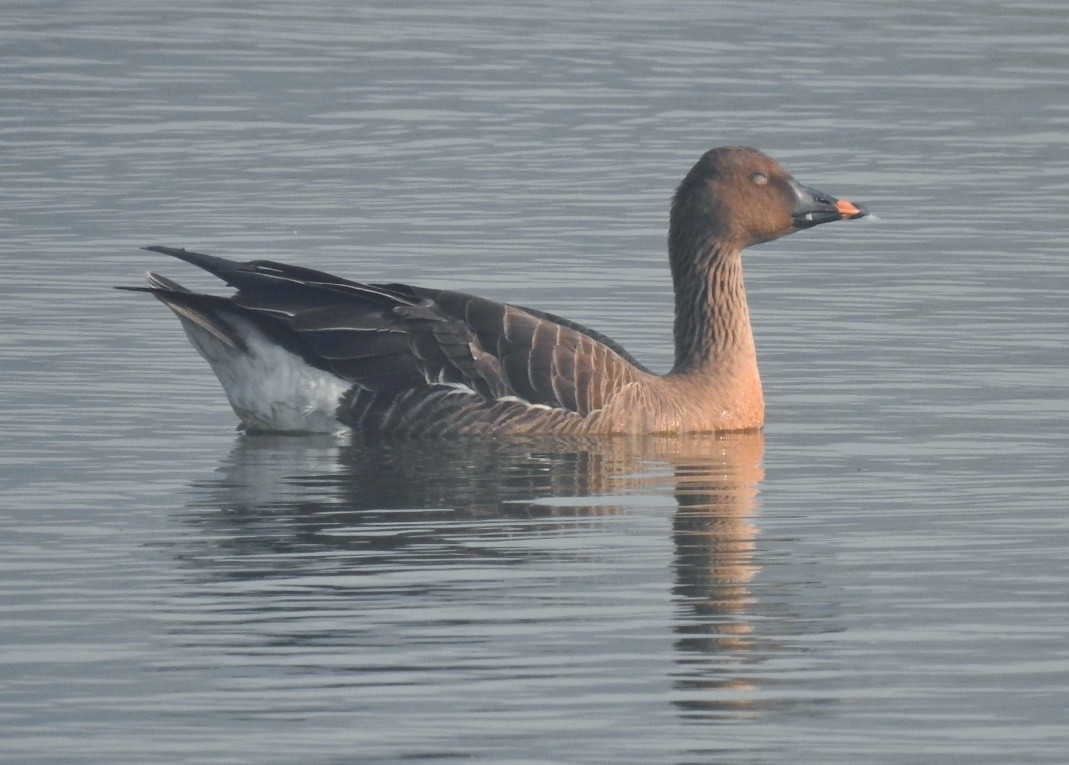 Tundra Bean-Goose - ML535331521