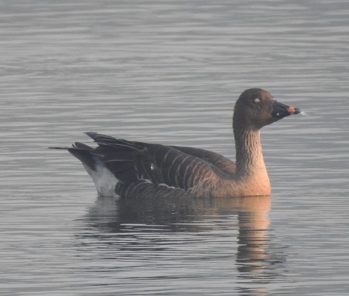 Tundra Bean-Goose - ML535331531