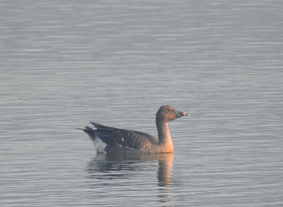 Tundra Bean-Goose - ML535331541