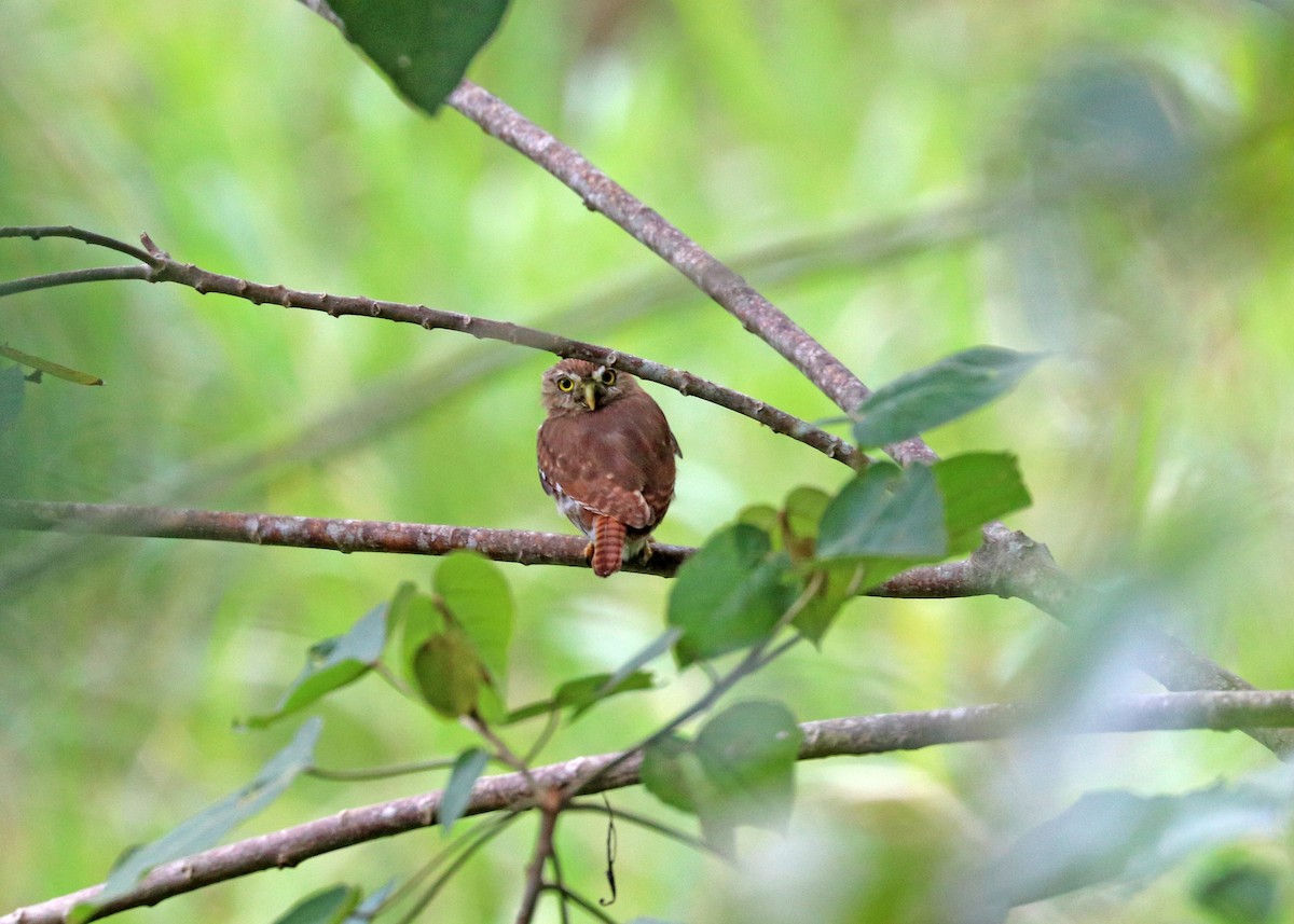 Ferruginous Pygmy-Owl - Noreen Baker